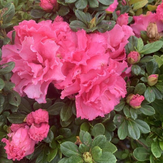 azalea bloomathon pink has double bubble gum pink blooms