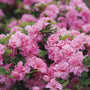 Bloomathon Double Pink Azalea Shrubs flowering shrub in bloom