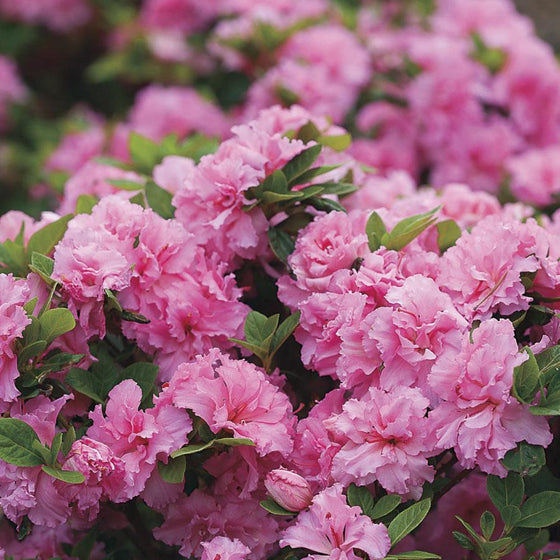 Bloomathon Double Pink Azalea Shrubs flowering shrub in bloom