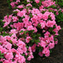 Bloomathon Double Pink Azalea Shrubs flowering shrub in bloom
