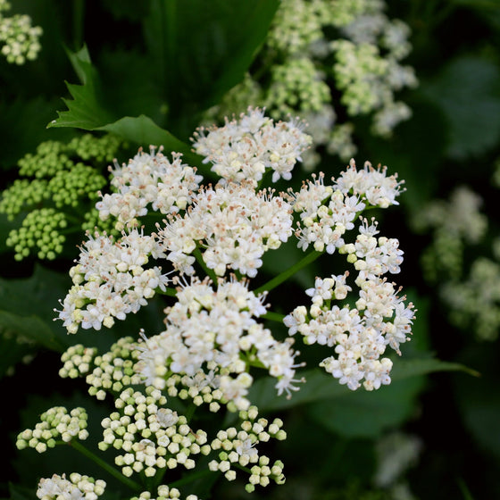 blue muffin viburnum spring blooms
