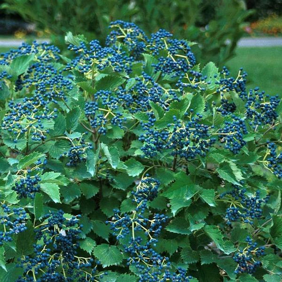 blue berries of Viburnum Blue Muffin stand out against the dark green leaves