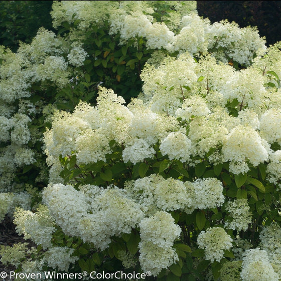 bobo hydrangea shrub in full bloom with soft white flower clusters