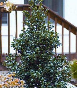 Proven Winners® Color Choice® Castle Spire® Blue Holly