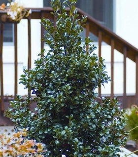 Proven Winners® Color Choice® Castle Spire® Blue Holly