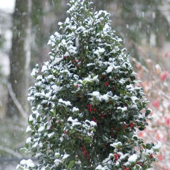 castle spire blue holly winter interest in the snow