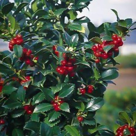 Castle Spire Holly produces plump red berries in fall