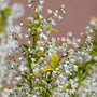Deutzia Gracilis Duncan flowering shrub