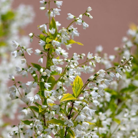 Deutzia Gracilis Duncan flowering shrub