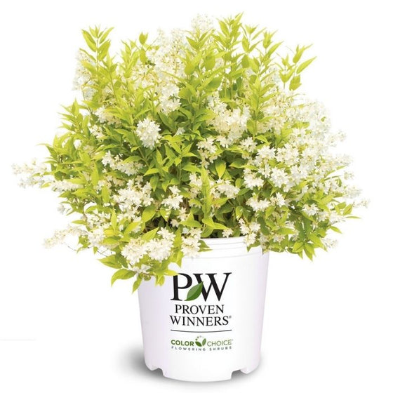 slender deutzia Deciduous shrub with white spring flowers
