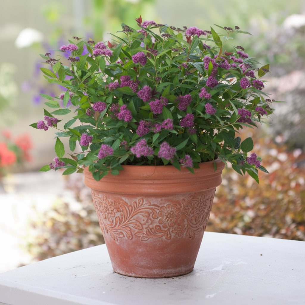 Spirea, Double Play Red Spirea