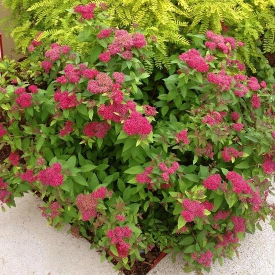Reblooming japonica flowering shrub has point green foliage and reddish pink blooms