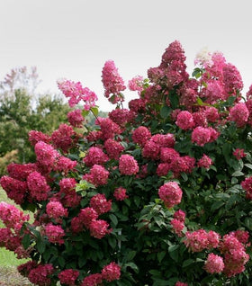 Fire Light® Hydrangea
