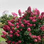 Fire Light Hydrangea Deciduous Bush with Pink Flowers and Green Foliage