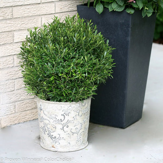 Gem Box Inkberry in Patio container