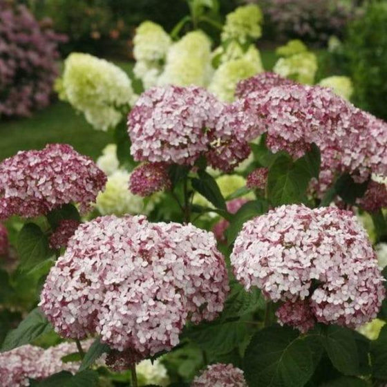 incrediball flowers standing out among a mixed garden with pink flower clusters
