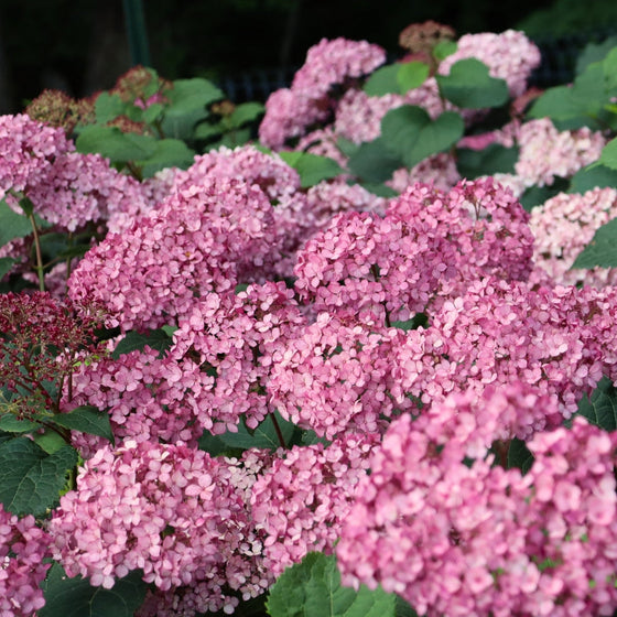 close up of the smooth hydrangea pink mini mauvette