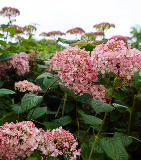 Invincibelle® Spirit II Hydrangea