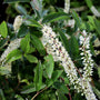 itea little henry in bloom