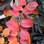 beautiful red and orange fall foliage on fothergilla legend of the fall