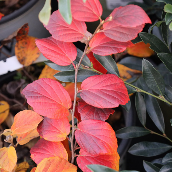 beautiful red and orange fall foliage on fothergilla legend of the fall