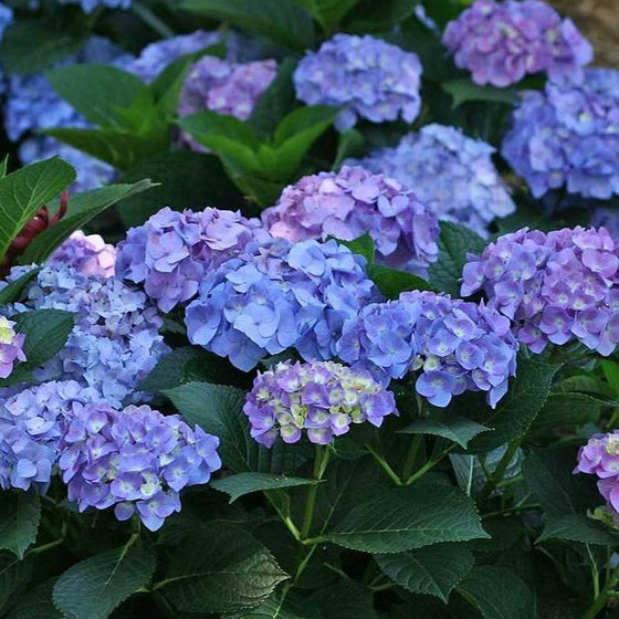 Numerous deep blue flower heads of the Let's dance blue jangles hydrangea