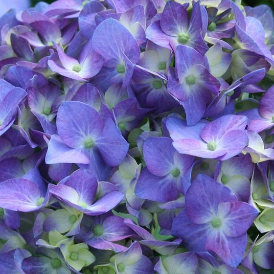 closer look a the lets dance blue jangles blue flower petals with purple and green