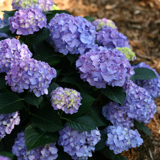 lets dance blue jangles shrub in a mulched garden