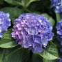 let's dance blue jangles flower head with purple hues and deep green foliage