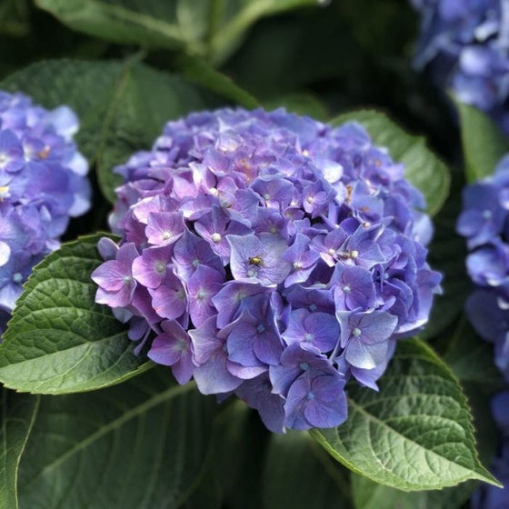 let's dance blue jangles flower head with purple hues and deep green foliage