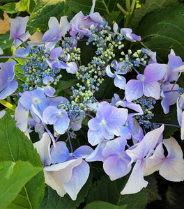 Proven Winners® Color Choice® Let's Dance Diva!® Hydrangea