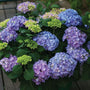 let's dance rhythmic blue potted shrub with blue green and purple clusters