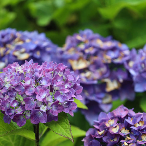 bold purple hydrangea blooms