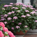 Let's Dance Starlight Hydrangea shrub in full bloom in a planter on a patio