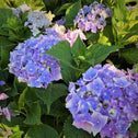 lets dance starlight hydrangeas in full bloom with blue and purple hues