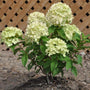 Young Little Lime Hydrangea shrub in a garden