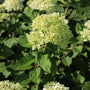 green white blooms on the little lime hydrangea
