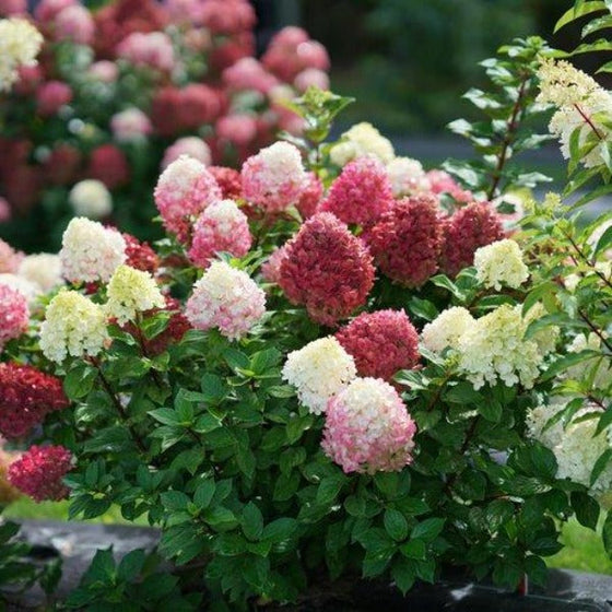 Little Lime Punch Hydrangea in the garden