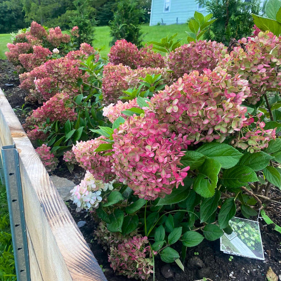 Little Lime Punch Hydrangea flowers aging to deep ruby Red
