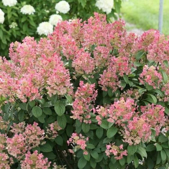 little quick fire shrub in with bright pink flowers in rounded green foliage