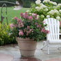 bright pink flower clusters of the little quick fire hydrangea