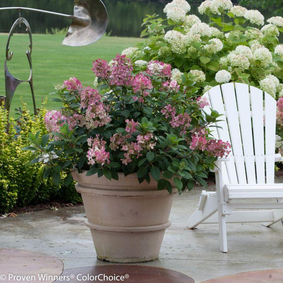 bright pink flower clusters of the little quick fire hydrangea