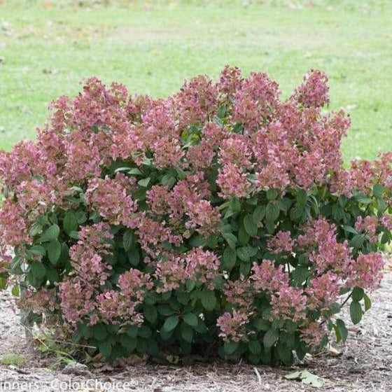little quick fire hydrangea shrub in full bloom with rich pink blossoms