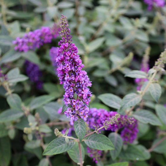 pollinator garden shrub
