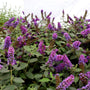 blue chip jr butterfly bush in bloom