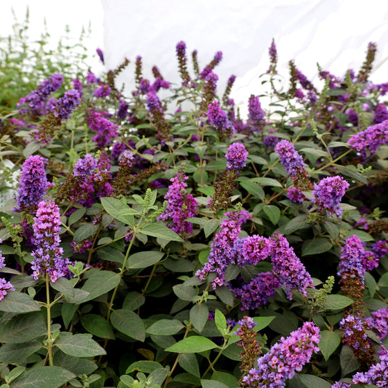 blue chip jr butterfly bush in bloom