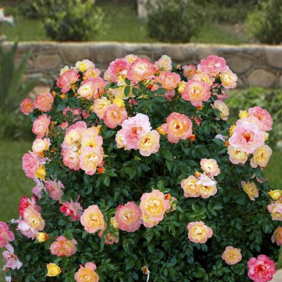 vibrant pinks yellows and whites of the oso easy italian ice rose bush