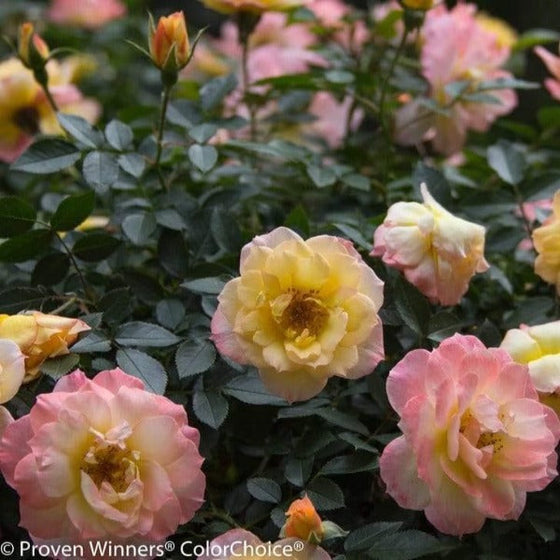 multi colored roses of the italian ice oso easy bush with yellow whit and pink hues