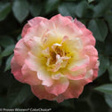 a closer look into the oso easy italian ice rose at the center yellow then white then pink
