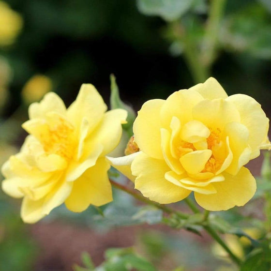 close look at the fully bloomed yellow flowers of the oso easy lemon zest rose bush